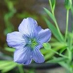 Linum usitatissimum फूल