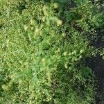 Artemisia annua Flower