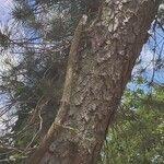 Pinus rigida 整株植物