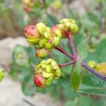 Lonicera etrusca Ffrwyth