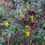 Tithonia diversifolia Habit