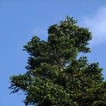 Abies nebrodensis Alia