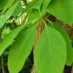 Sassafras albidum পাতা