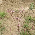 Lychnis flos-cuculi Habitus