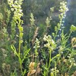 Reseda lutea Flower