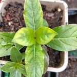 Nauclea latifolia Folio