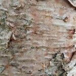 Betula × caerulea Bark