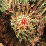 Ferocactus pilosus Плод