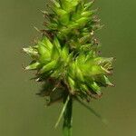 Carex mesochorea Fruct