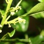 Claoxylon parviflorum Flower