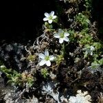 Arenaria ligericina Habit