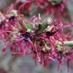 Hamamelis intermedia Flower