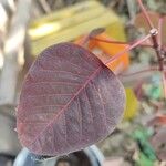 Euphorbia cotinifolia Leaf