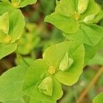 Euphorbia platyphyllos Žiedas