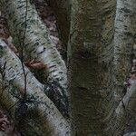 Betula medwediewii Corteza