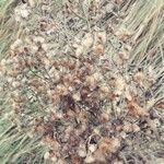 Erigeron canadensis Frutto