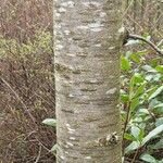 Prunus pensylvanica Bark