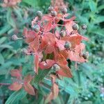 Euphorbia griffithii Flor