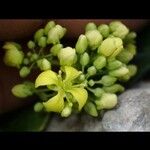 Biscutella frutescens 花