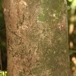 Maquira guianensis Bark