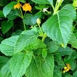 Lantana camara Листок