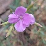 Dianthus rupicola Flower