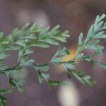 Hymenophyllum inaequale Leaf