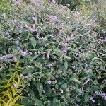 Strobilanthes attenuata Flower