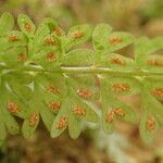 Asplenium dregeanum Листок