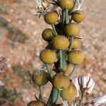 Asphodelus cerasiferus Fruit