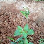 Ageratum conyzoidesFolha