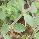 Zataria multiflora Leaf