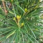 Sciadopitys verticillata Likasa