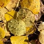 Populus grandidentata Folha