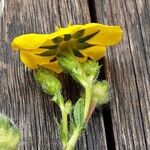 Potentilla hirta Flower