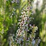 Erica vagansFlor