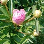 Paeonia lactiflora Virág