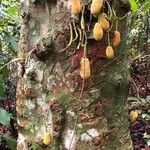 Artocarpus integer 樹皮