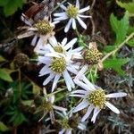 Symphyotrichum lanceolatum Συνήθη χαρακτηριστικά