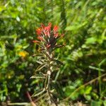 Castilleja arvensis برگ