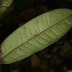 Lecythis idatimon Leaf