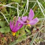 Primula pauciflora Flower