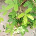 Mimosa pudicaBlatt