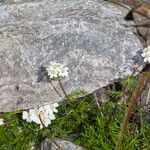 Achillea atrata Habit