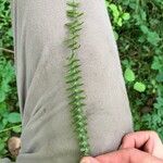 Asplenium platyneuron Leht