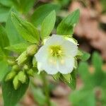 Polemonium carneum Fiore