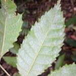 Crepidospermum goudotianum Φύλλο
