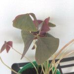 Oxalis triangularis A. St.-Hil. Лист