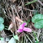 Cyclamen purpurascensFeuille