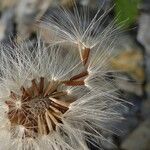 Hieracium glaucum Annet